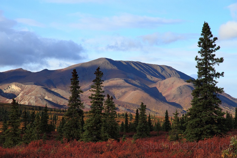 Denali_010.JPG