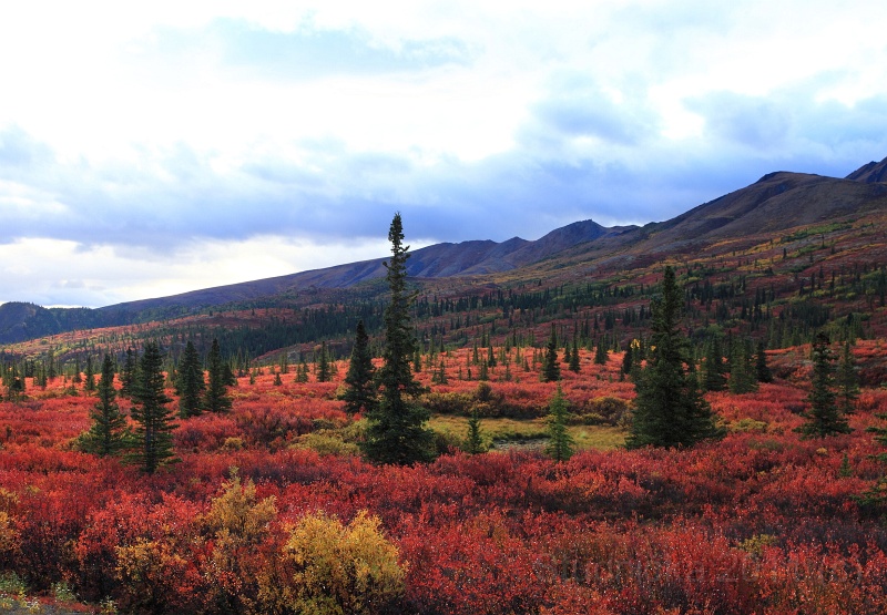 Denali_011.JPG