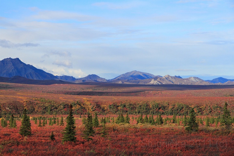 Denali_014.JPG