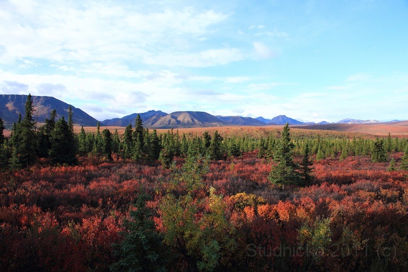 Denali_015.JPG