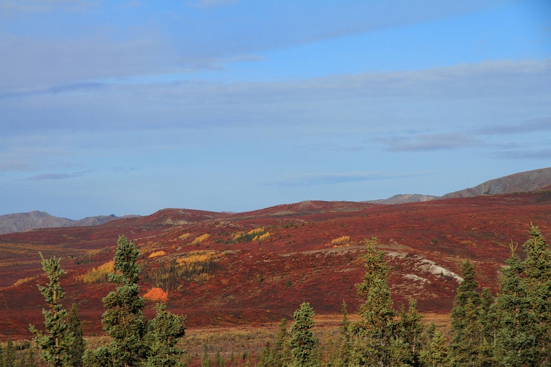 Denali_016.JPG