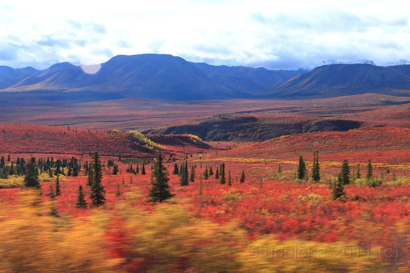 Denali_018.JPG