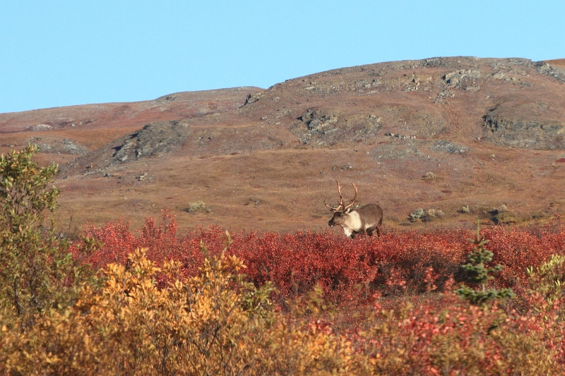 Denali_019.JPG