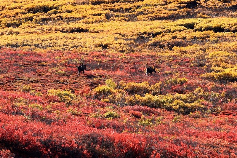 Denali_022.JPG