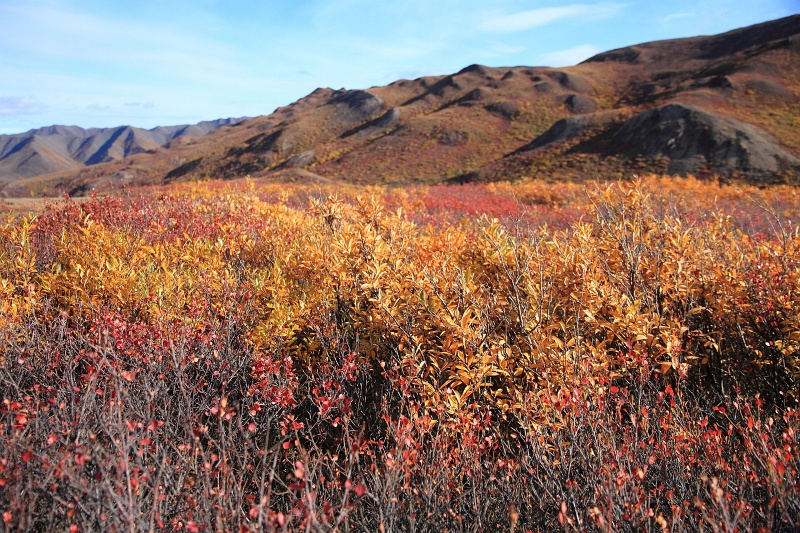 Denali_046.JPG