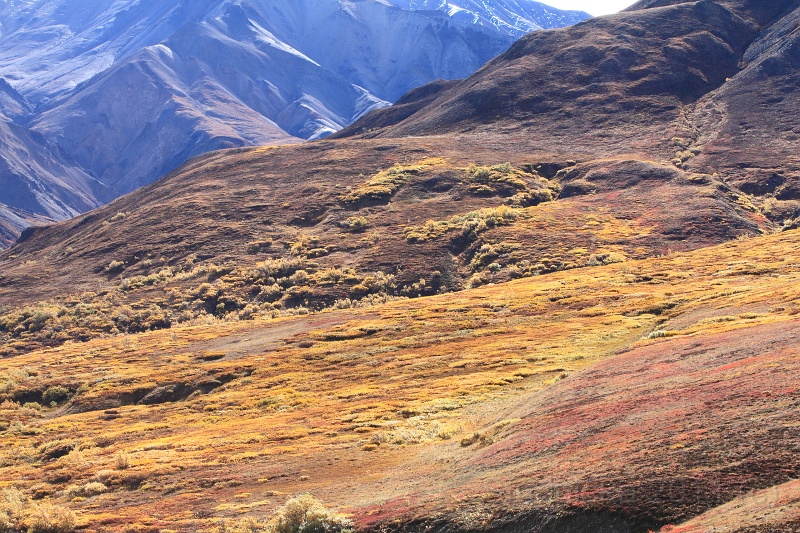 Denali_061.JPG