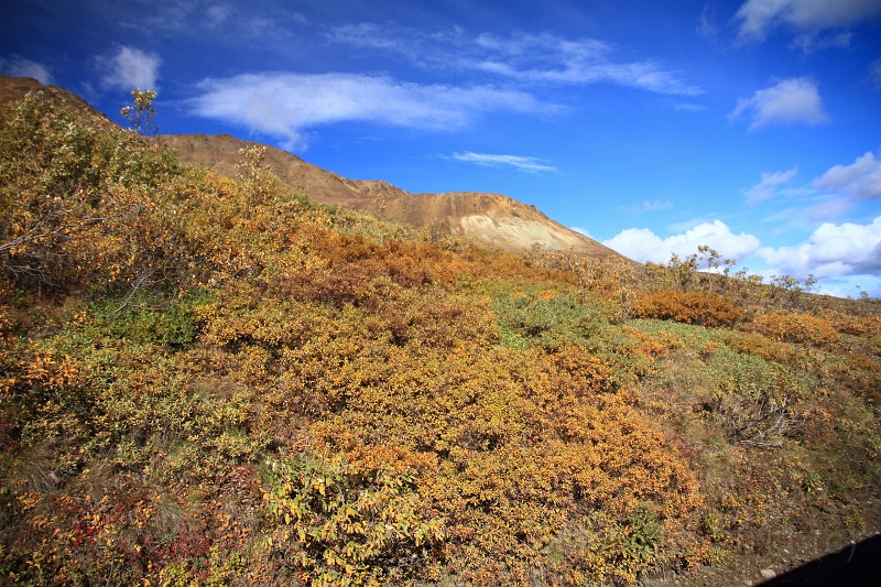 Denali_083.JPG