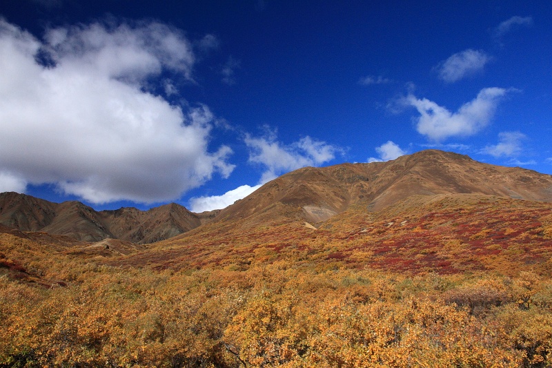 Denali_087.JPG