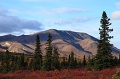 Denali_010