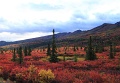 Denali_011